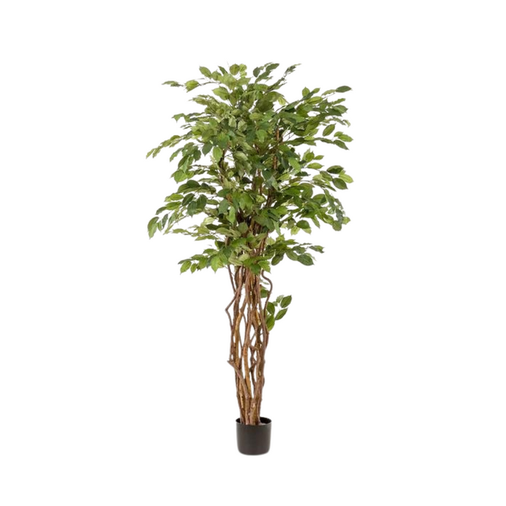 kunstplant - Ficus liana  - Vioolbladplant - 170cm