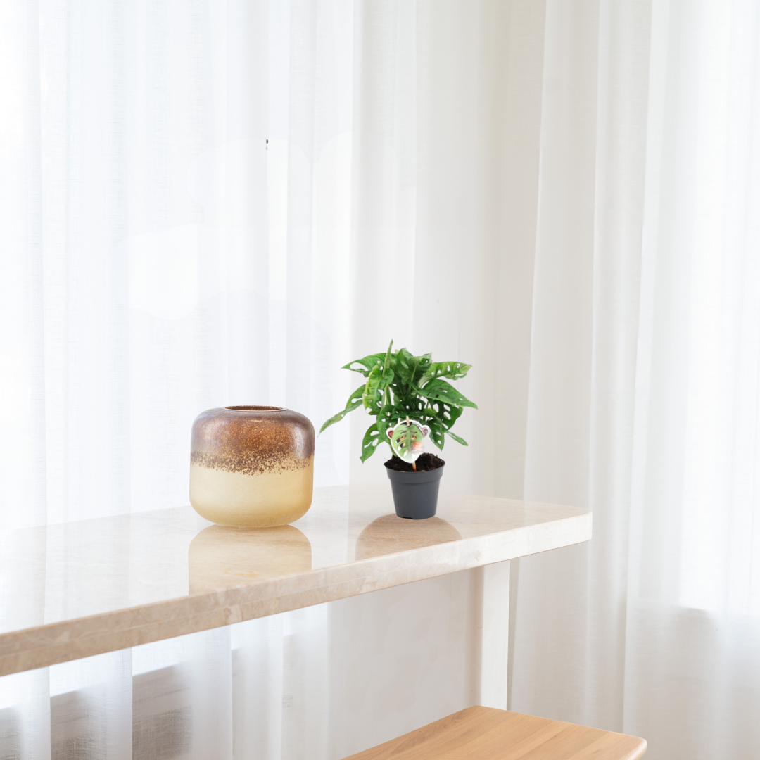 Monstera Obliqua  – Gatenplant