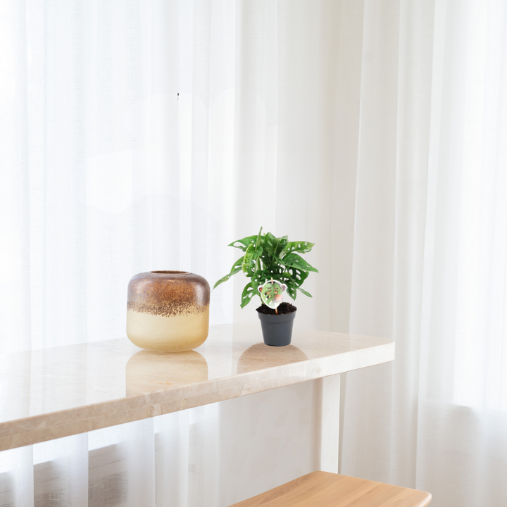 Monstera Obliqua  – Gatenplant
