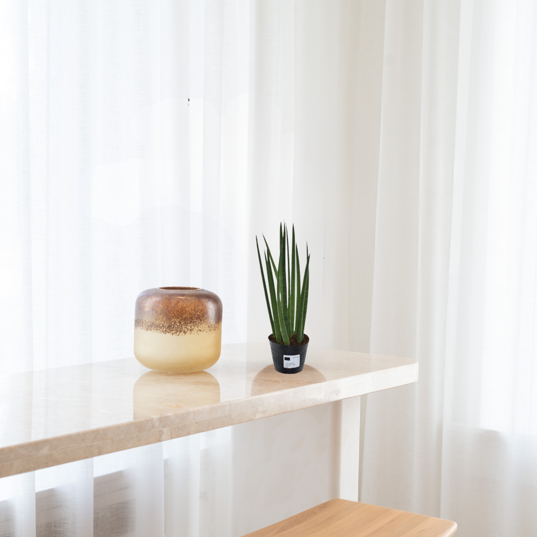Sansevieria cylindrica - Vrouwentong