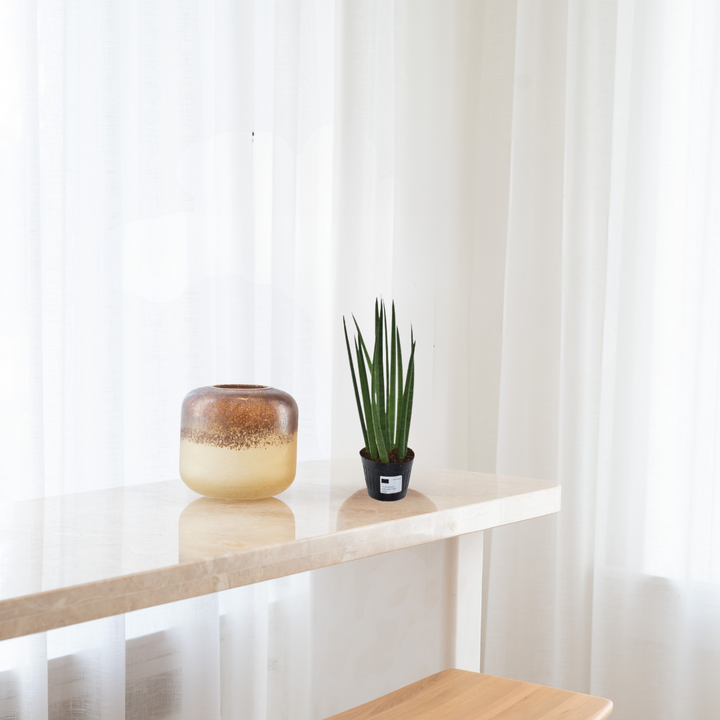 Sansevieria cylindrica - Vrouwentong