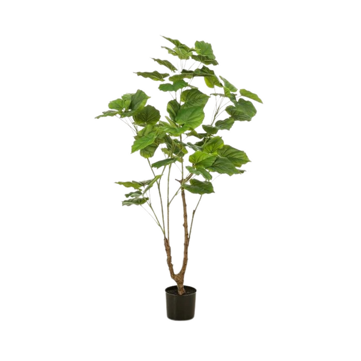 Kunstplant - Ficus umbellate - Afrikaanse vijg