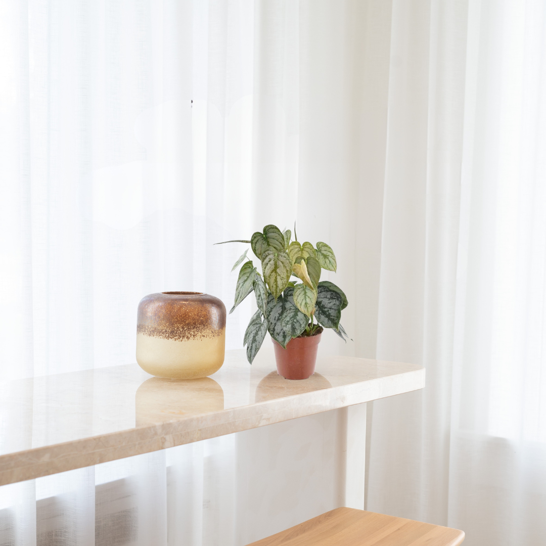 Philodendron Brandtianum – Zilverblad Philodendron