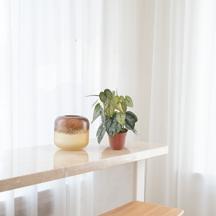 Philodendron Brandtianum – Zilverblad Philodendron
