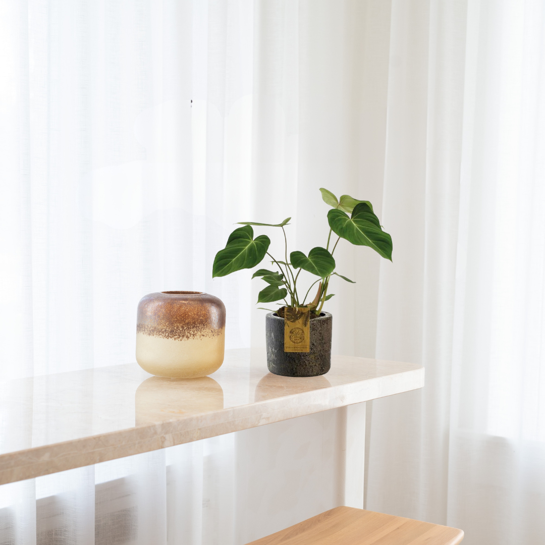 Philodendron Gloriosum – Fluweelblad