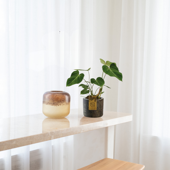 Philodendron Gloriosum – Fluweelblad