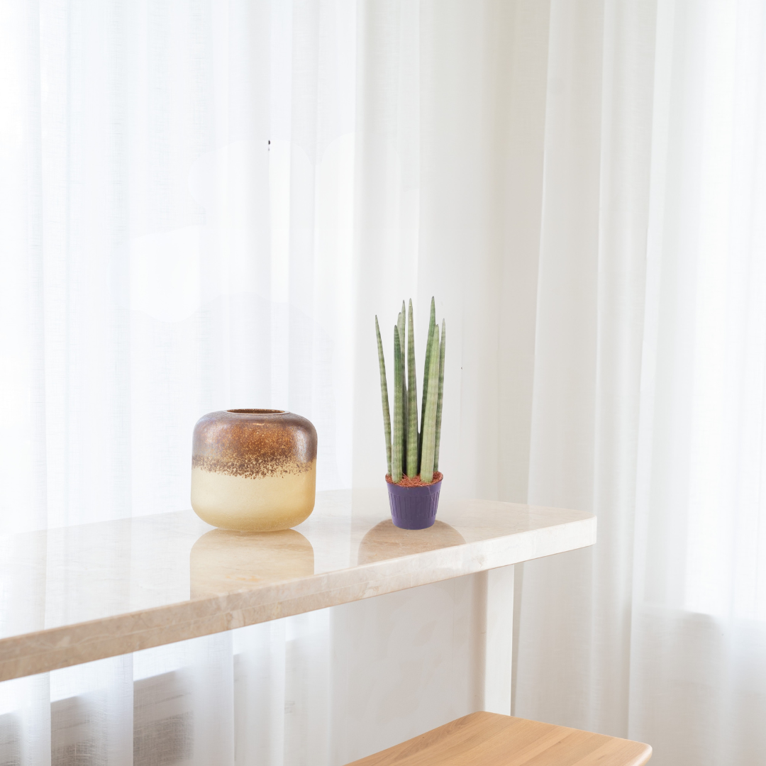 Sansevieria Cylindrica - Vrouwentong