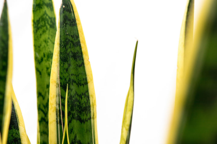 Sansevieria Laurentii - Ø25 - 90cm - Langue de belle-mère | Acheter