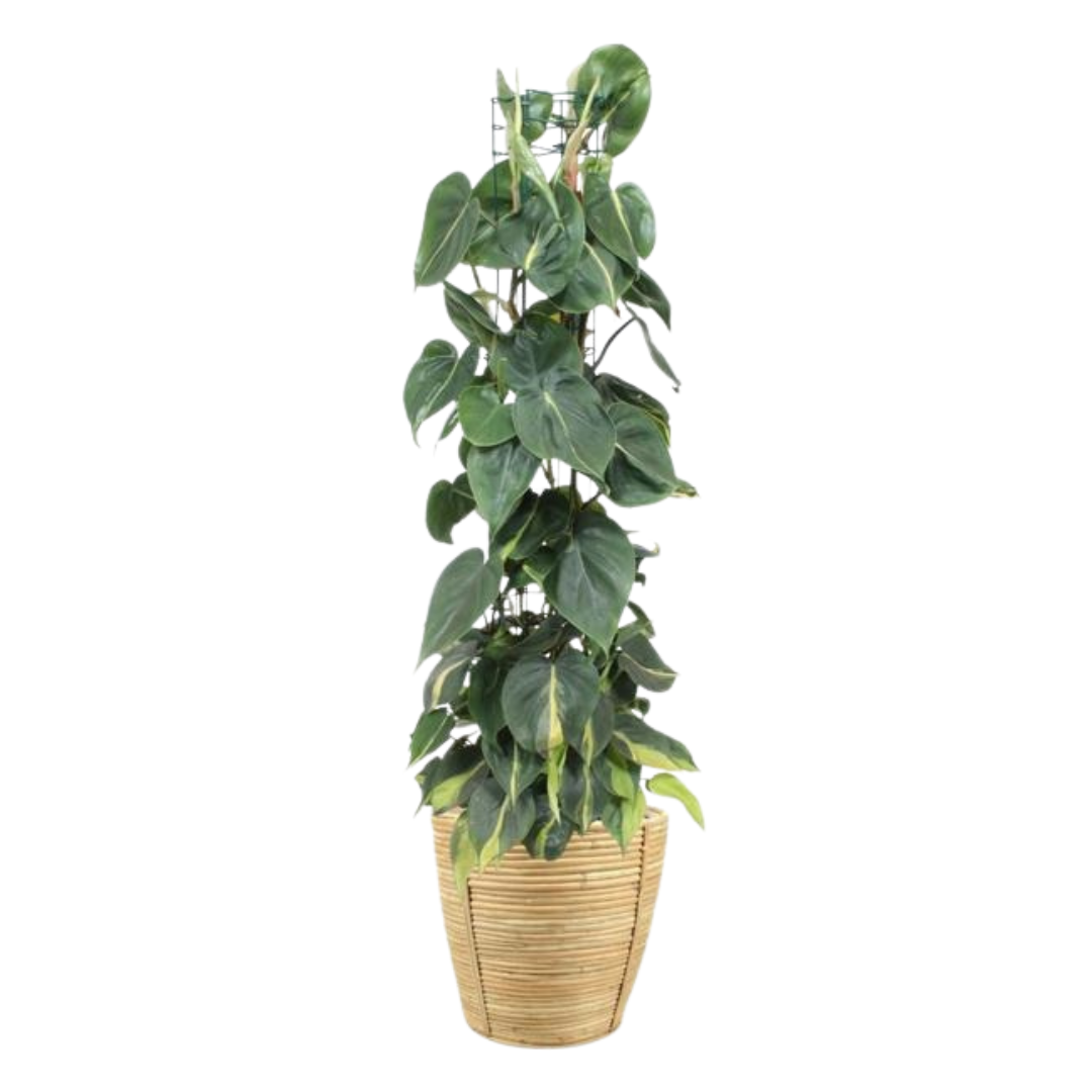 Philodendron Scandens - Klimplant