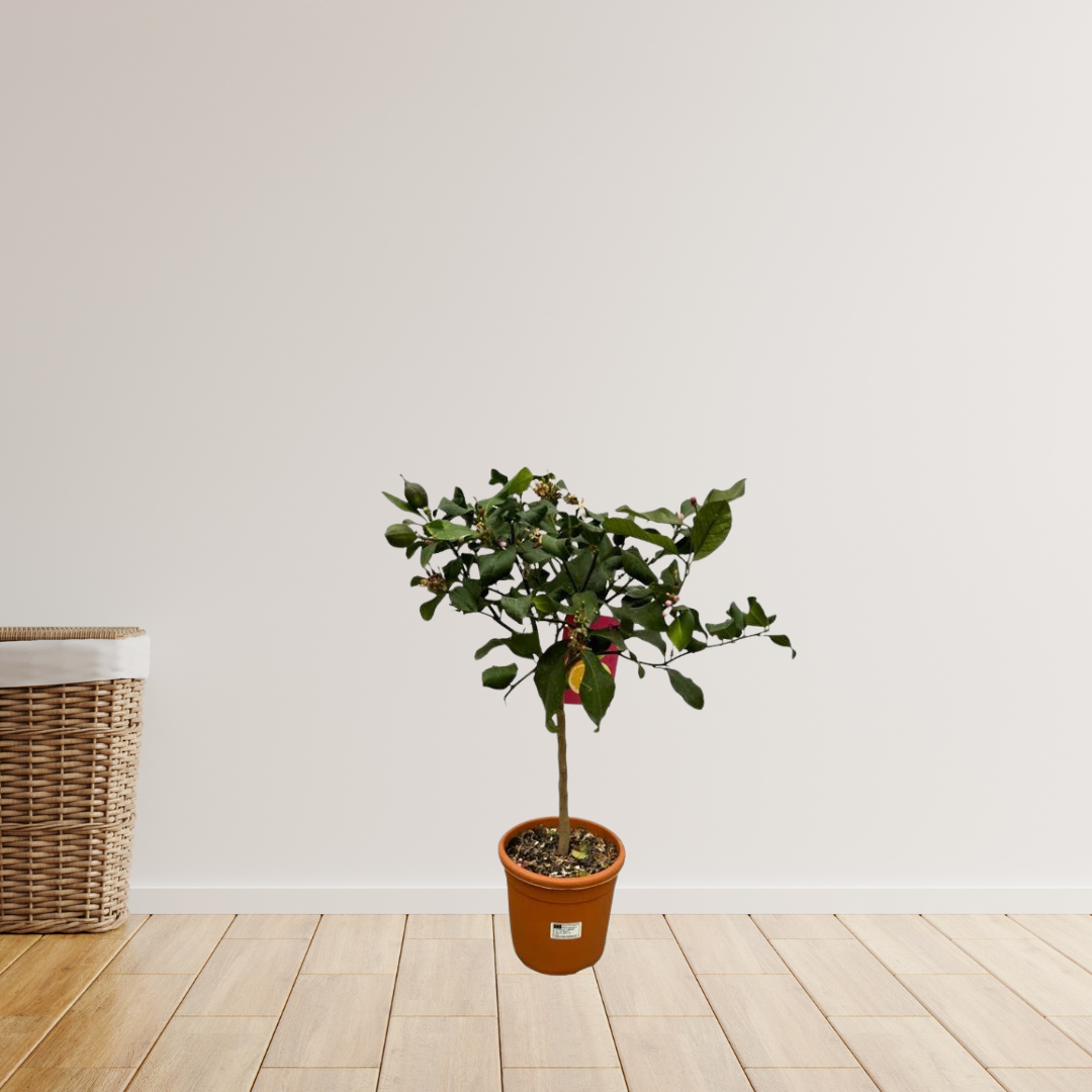 Citrus Lemon/Citroenboom