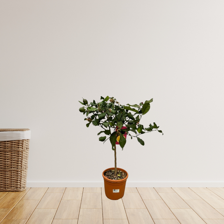 Citrus Lemon/Citroenboom