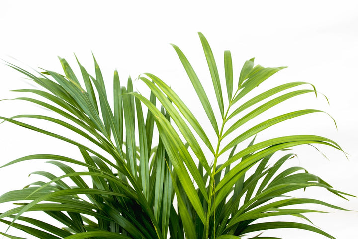 Dypsis Lutescens (Arecapalme) - 100cm - Goldfruchtpalme | Kaufen