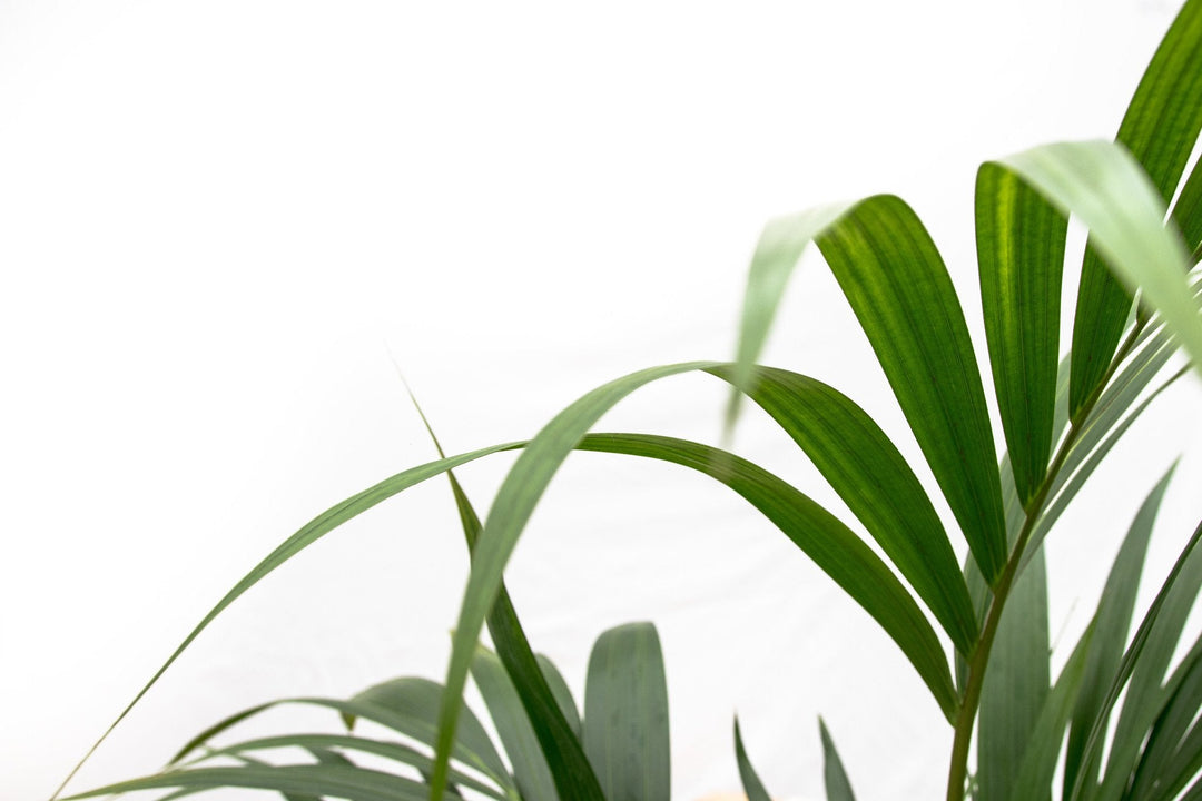 Kentia Palm - 130cm - Acheter une plante d'intérieur