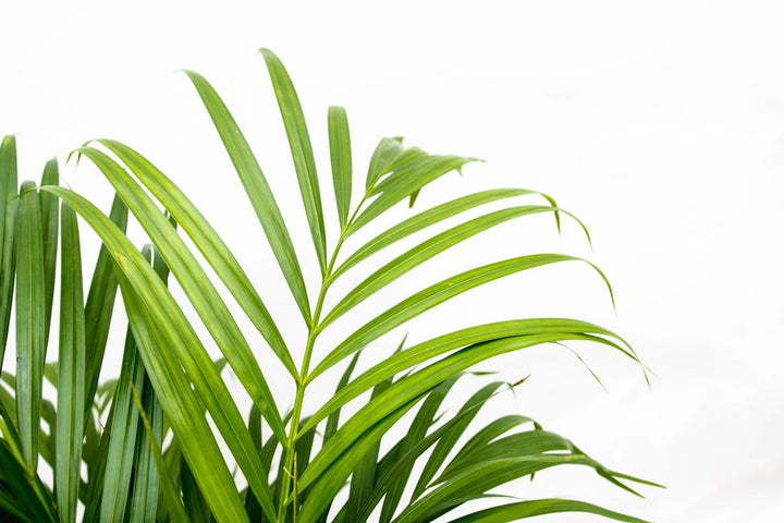 Dypsis Lutescens (Arecapalme) - 100cm - Goldfruchtpalme | Kaufen