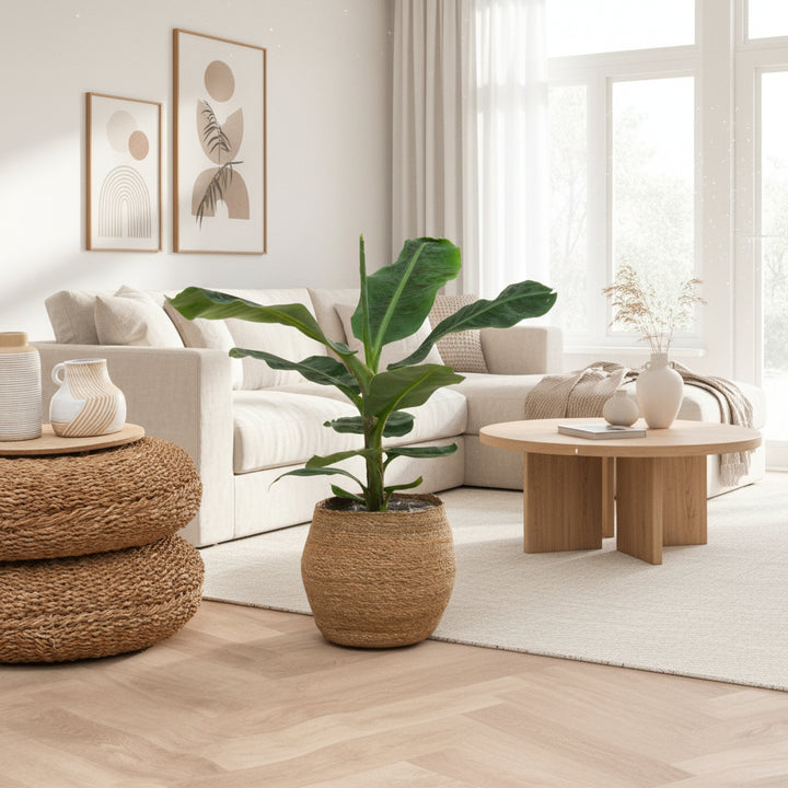 Bananenplant - 80 cm - Kamerplant Kopen