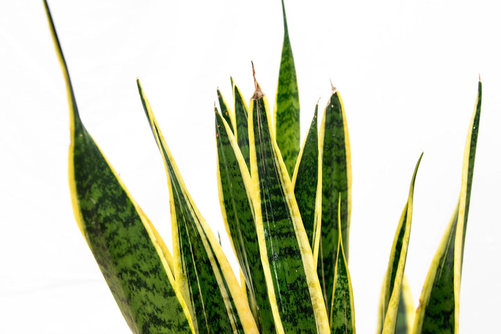 Sansevieria Laurentii - Ø25 - 90cm - Langue de belle-mère | Acheter