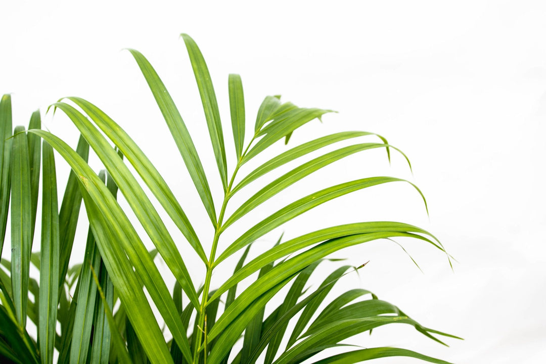 Dypsis Lutescens (Arecapalme) - 70cm - Goldfruchtpalme | Kaufen