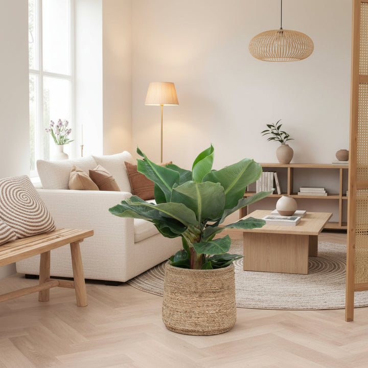 Bananenplant - 80 cm - Kamerplant Kopen