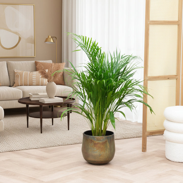 Dypsis Lutescens (Arecapalme) - 100cm - Goldfruchtpalme | Kaufen