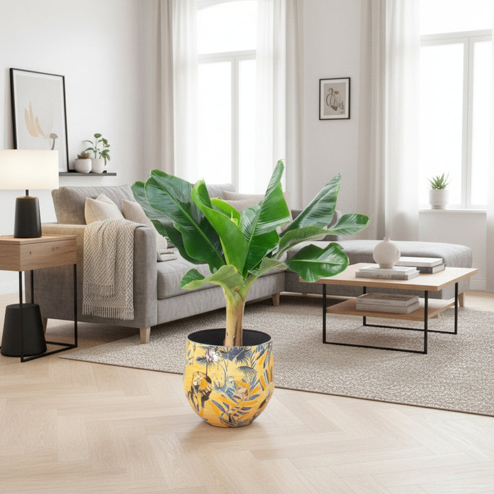 Bananenplant - 80 cm - Kamerplant Kopen