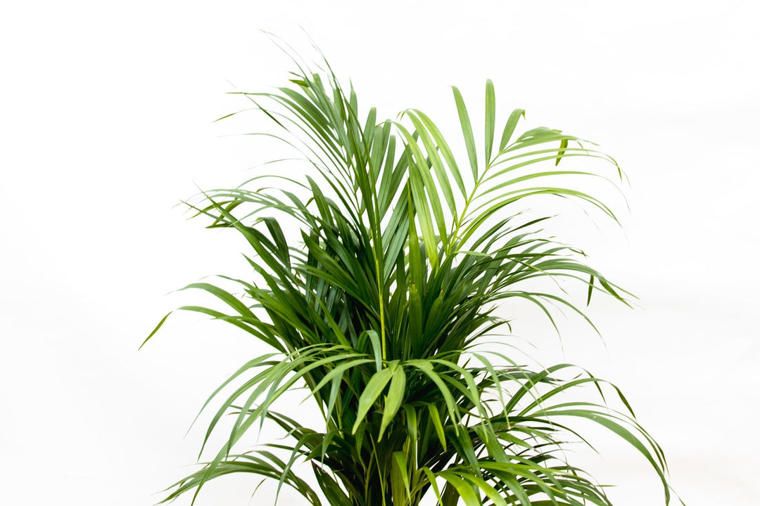 Dypsis Lutescens (Arecapalme) - 70cm - Goldfruchtpalme | Kaufen