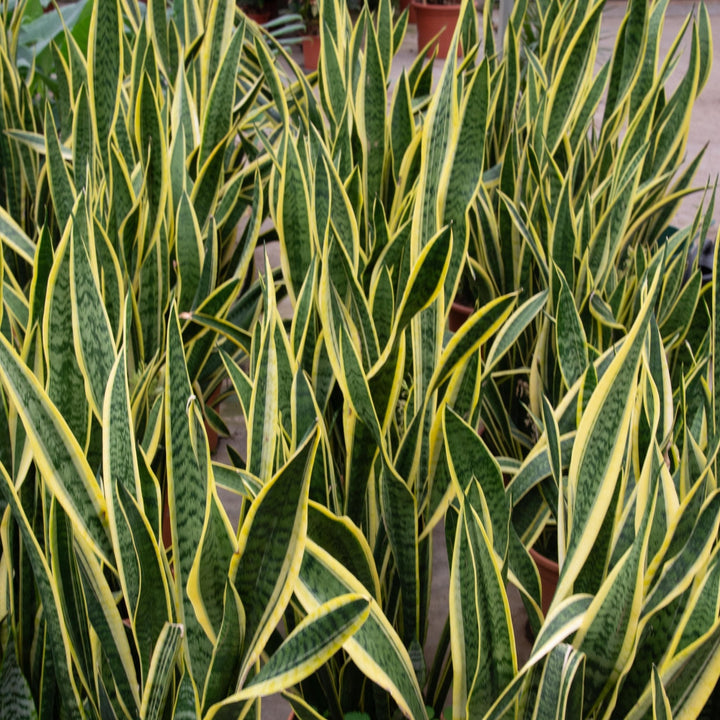 Sansevieria Laurentii - Ø25 - 90cm - Langue de belle-mère | Acheter