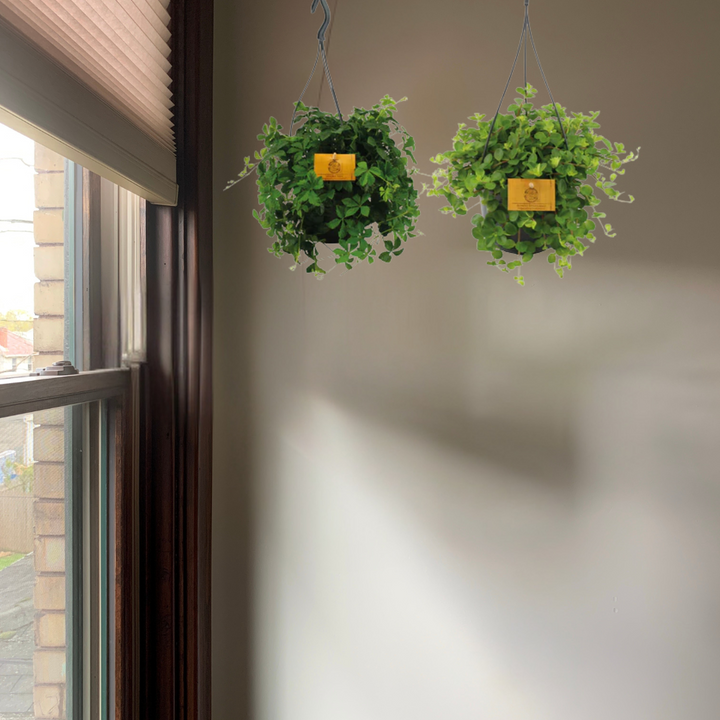 Hangplant 2 stuks