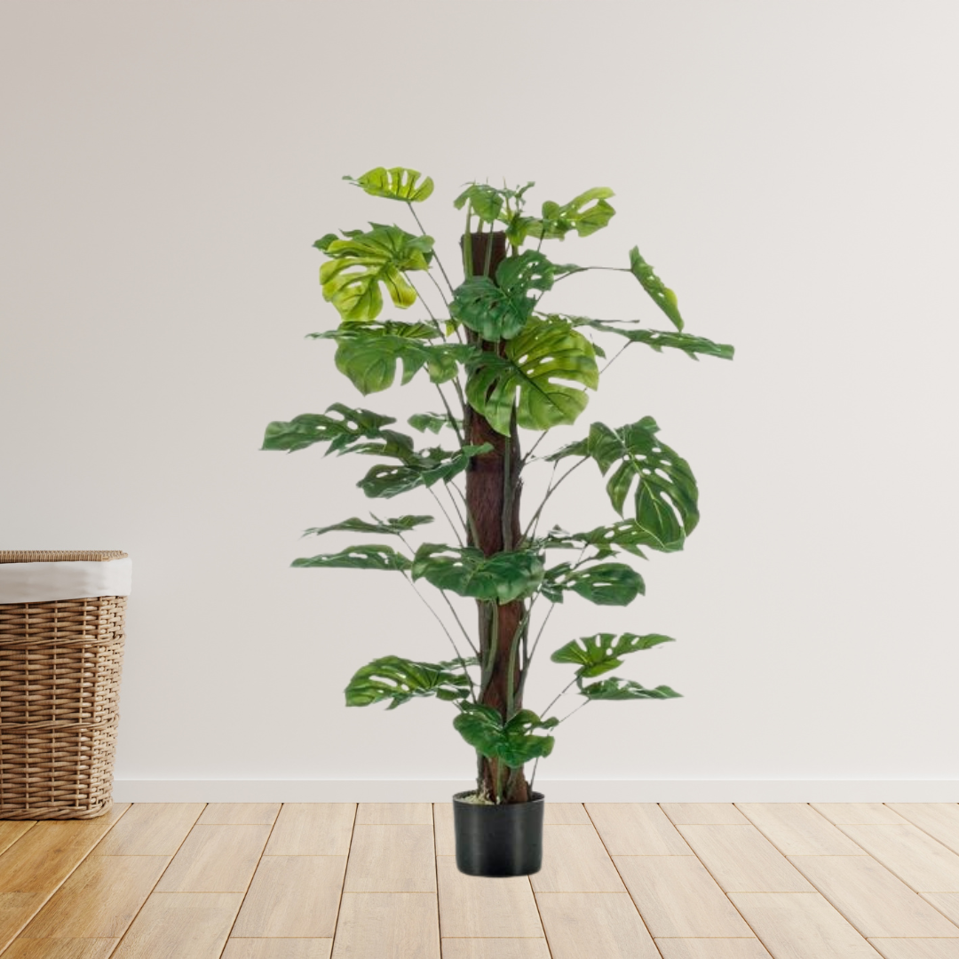 Monstera Deliciosa -  Gatenplant