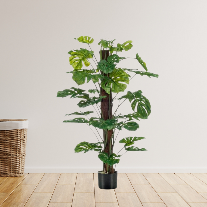 Monstera Deliciosa -  Gatenplant
