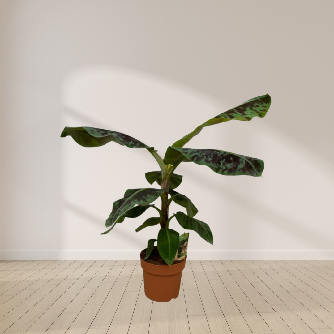 Musa - Bananenplant