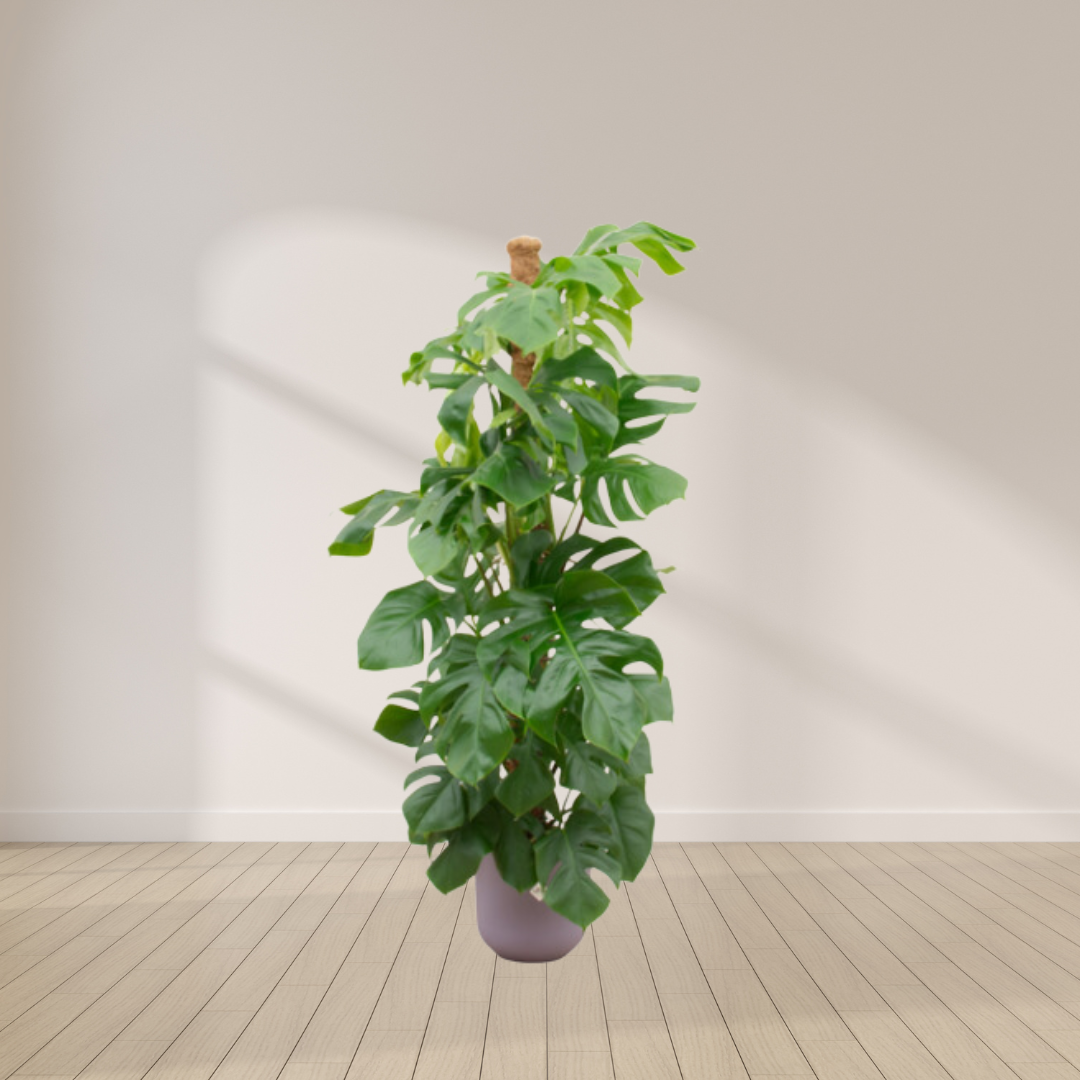 Monstera Deliciosa – Gatenplant XL