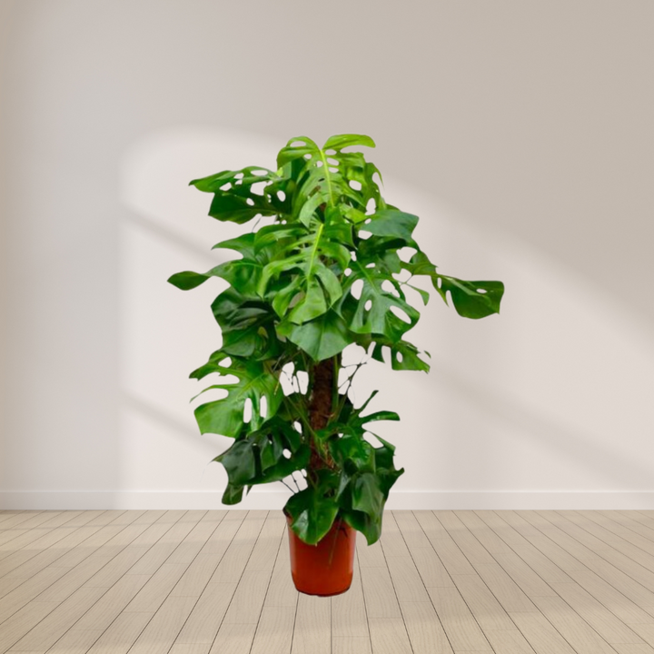 Monstera Deliciosa – Gatenplant XXL