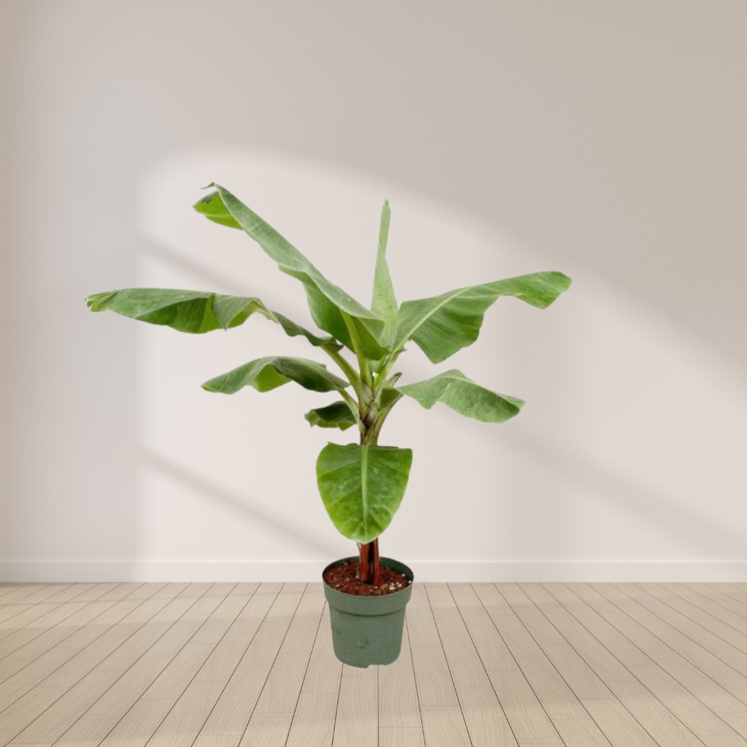 Musa - Bananenplant