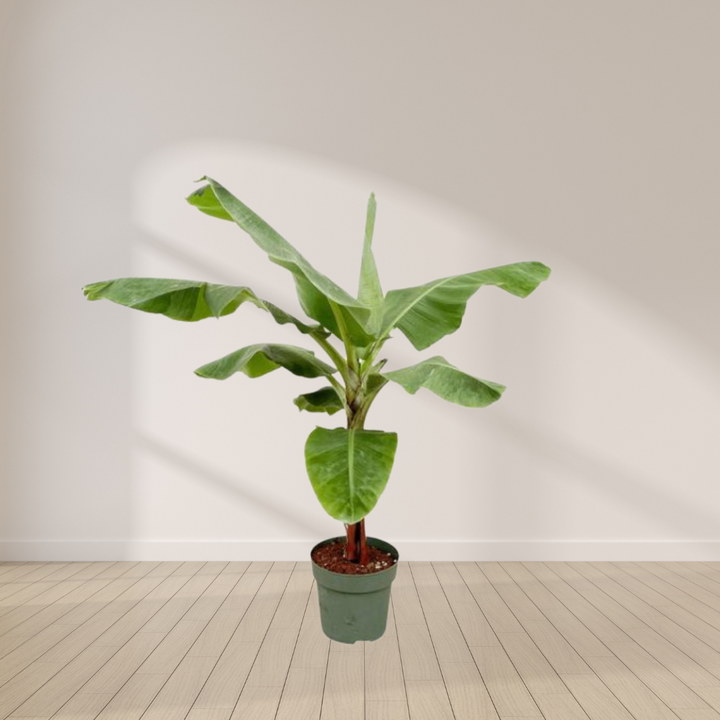 Musa - Bananenplant