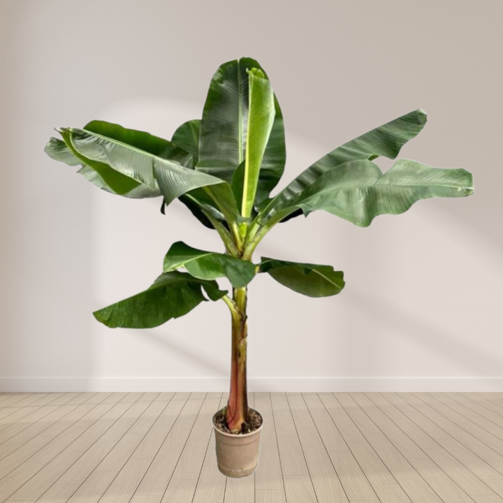 Musa - Bananenplant
