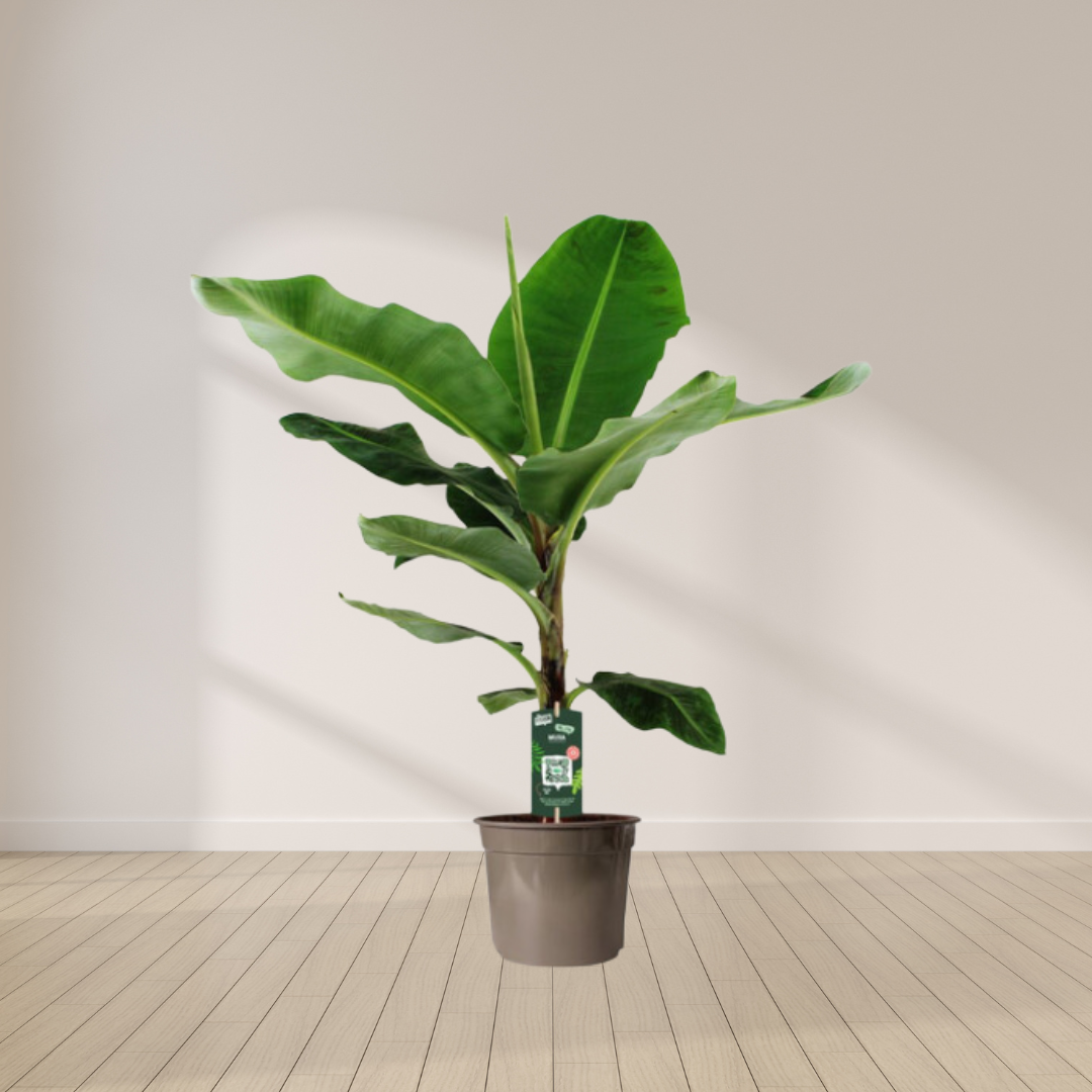 Musa - Bananenplant