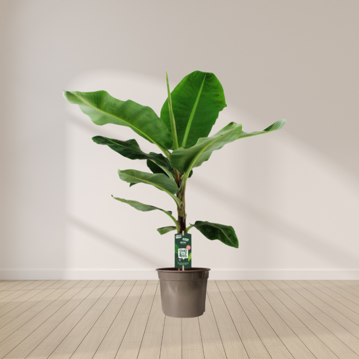 Musa - Bananenplant