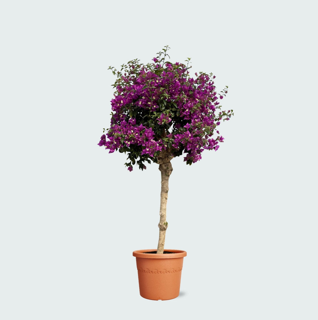 Bougainvillea auf dickem Stamm - 200cm - Zimmerpflanze Kaufen