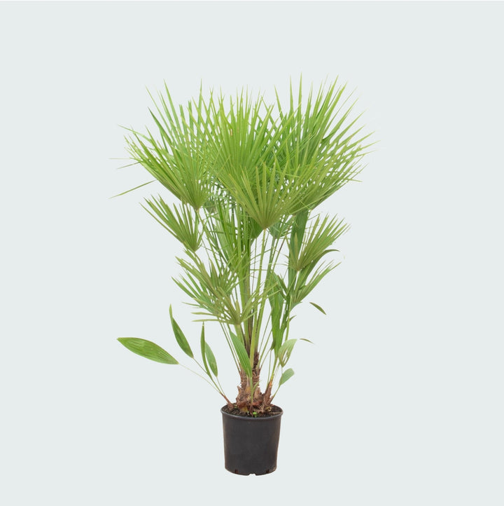 Chamaerops humilis - 170cm - Acheter une plante d'intérieur