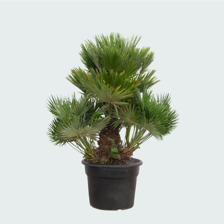 Chamaerops Humilis Vulcano - 180cm - Zimmerpflanze Kaufen
