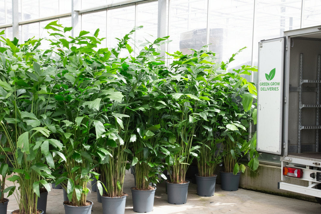 Caryota Mitis - 180cm - Visboompalm Tropisch