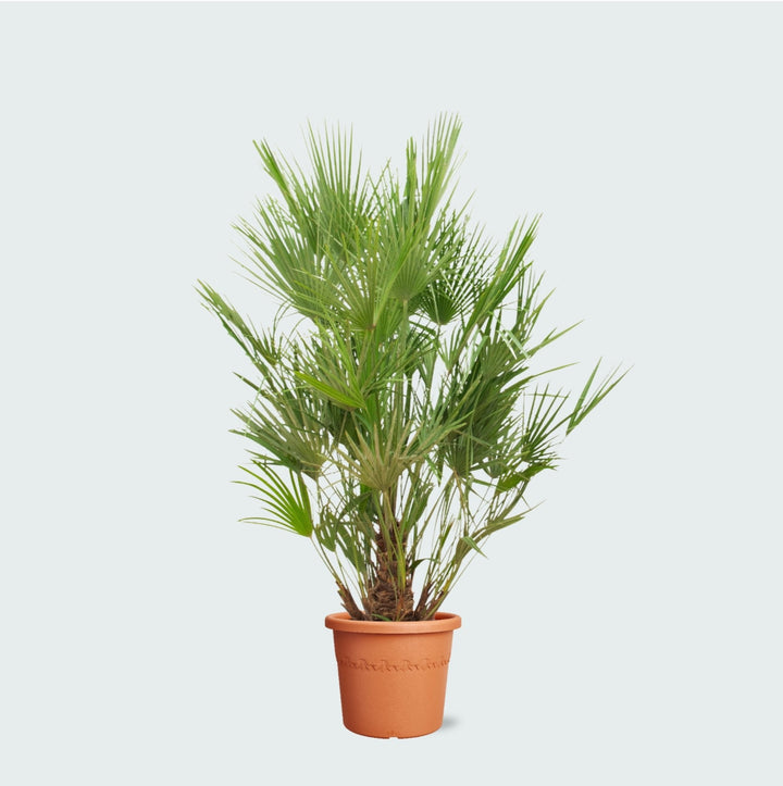 Chamaerops Humilis - 190 cm - Zimmerpflanze Kaufen