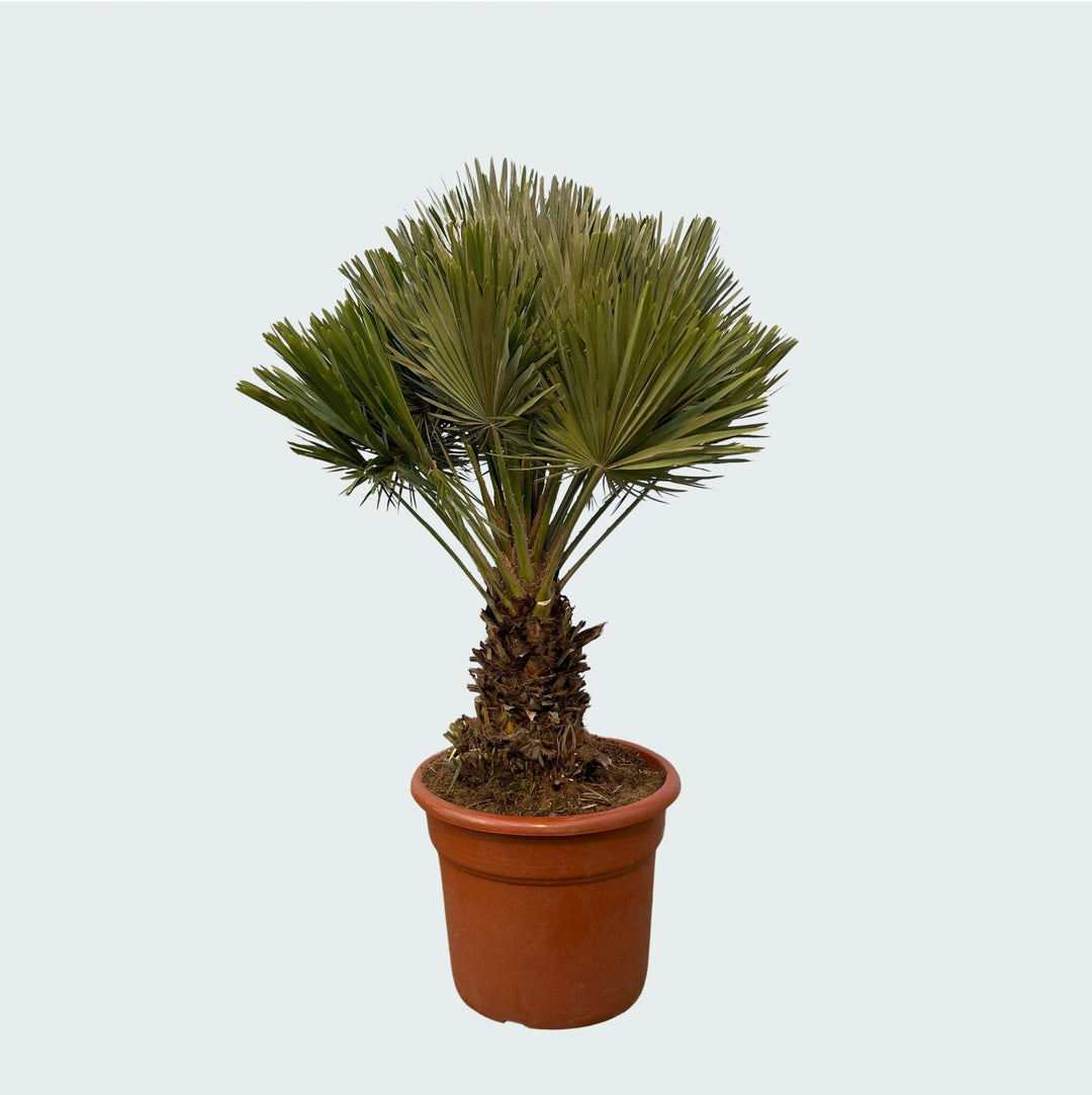 Chamaerops Humilis Vulcano compact - 140cm