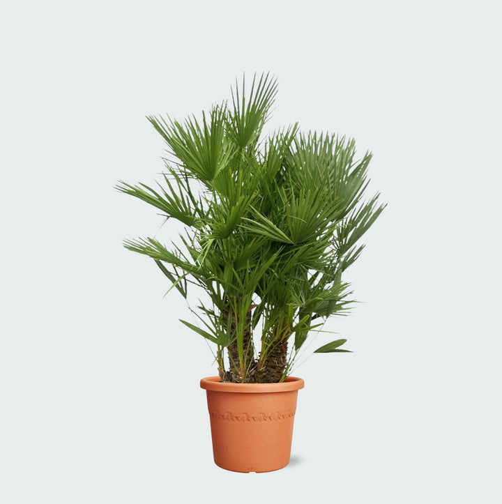 Chamaerops Humilis Multistamm - 140cm - Zimmerpflanze Kaufen