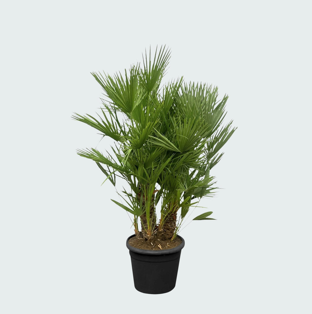 Chamaerops Humilis Multistamm - 140cm - Zimmerpflanze Kaufen