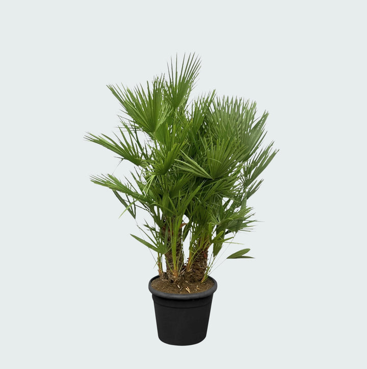 Chamaerops Humilis Multistamm - 140cm - Zimmerpflanze Kaufen
