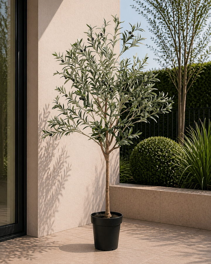 Olijfboom - 170cm - Buiten & interieur
