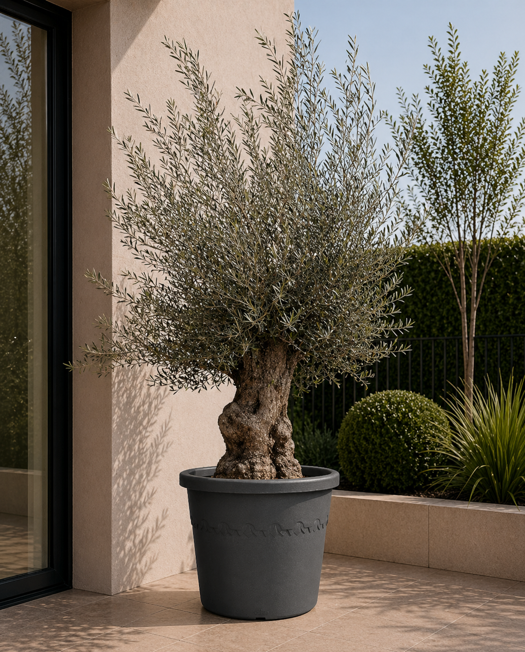 Olijfboom Olea Europaea bonsai XXL - 270cm