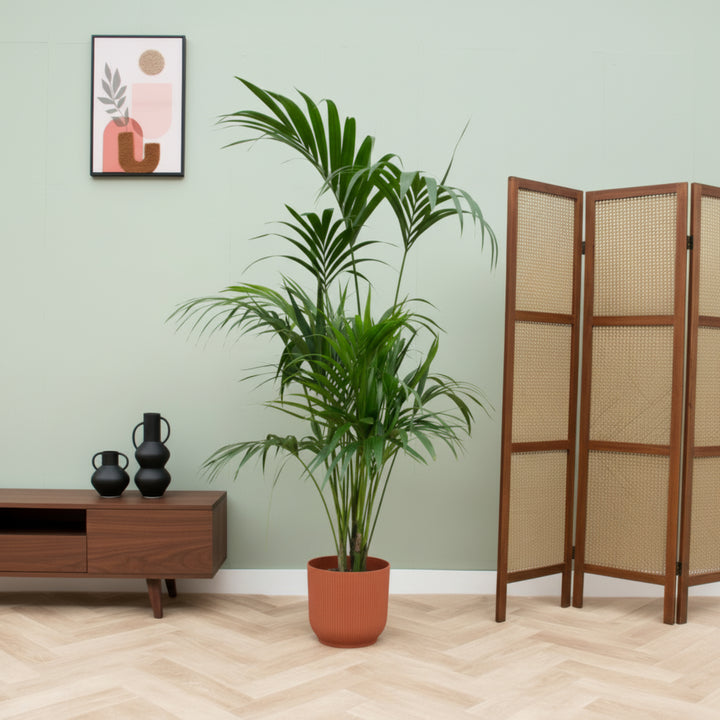 Offre combinée - Kentia palmier avec pot elho Vibes Fold Round - 180 cm