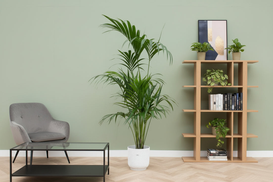 Offre combinée - Kentia palmier avec pot elho Vibes Fold Round - 180 cm